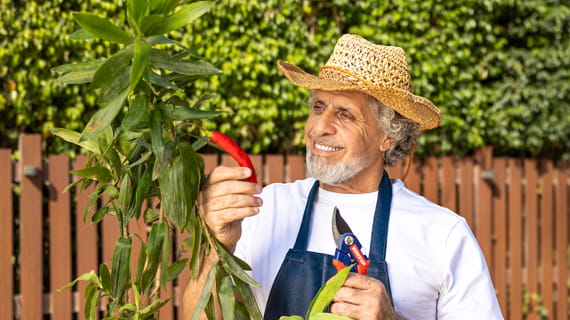 Person harvesting a chilli