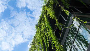 Office building exterior with plants hanging from roof