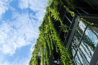Office building exterior with plants hanging from roof